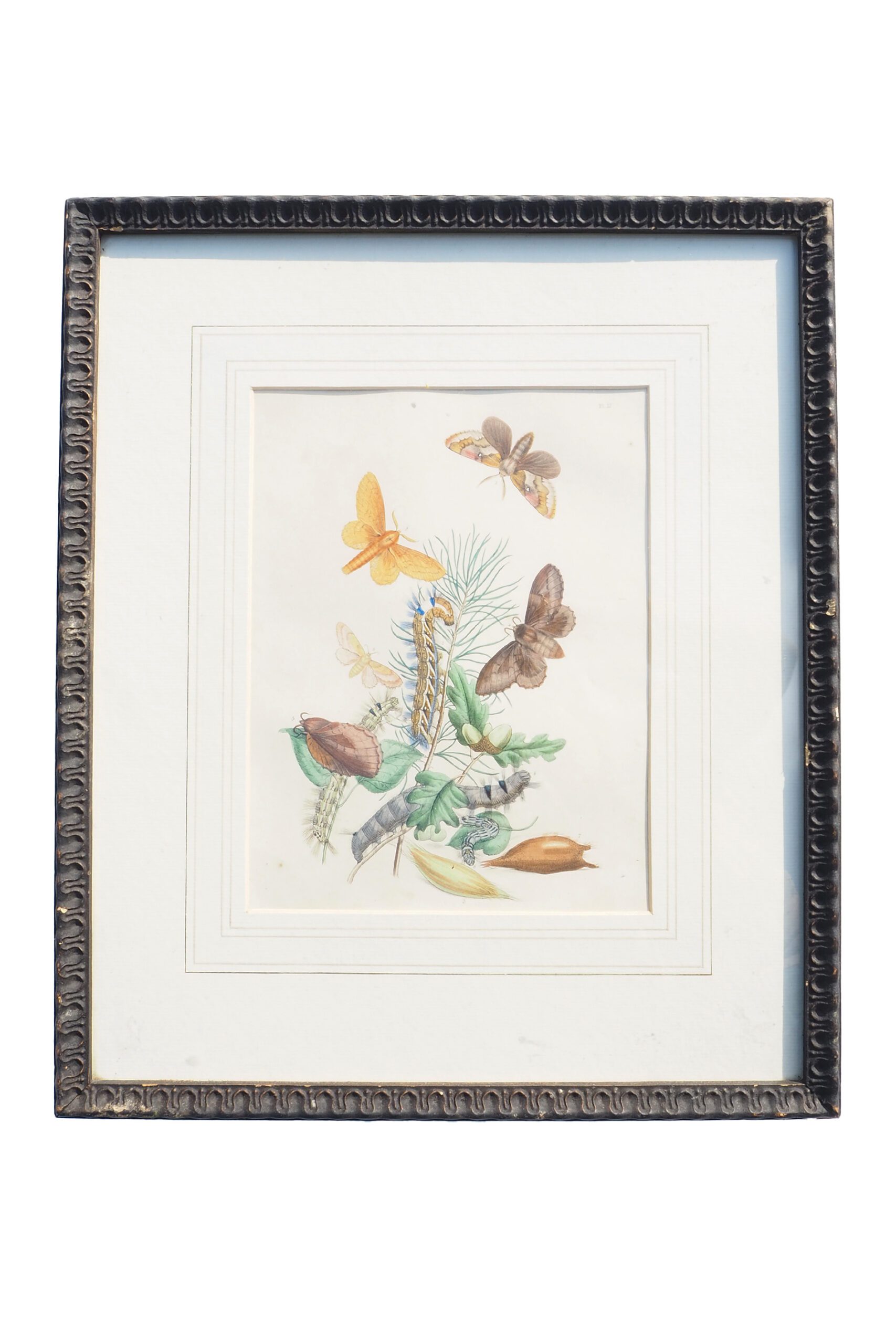 Antique Moths Framed Illustration