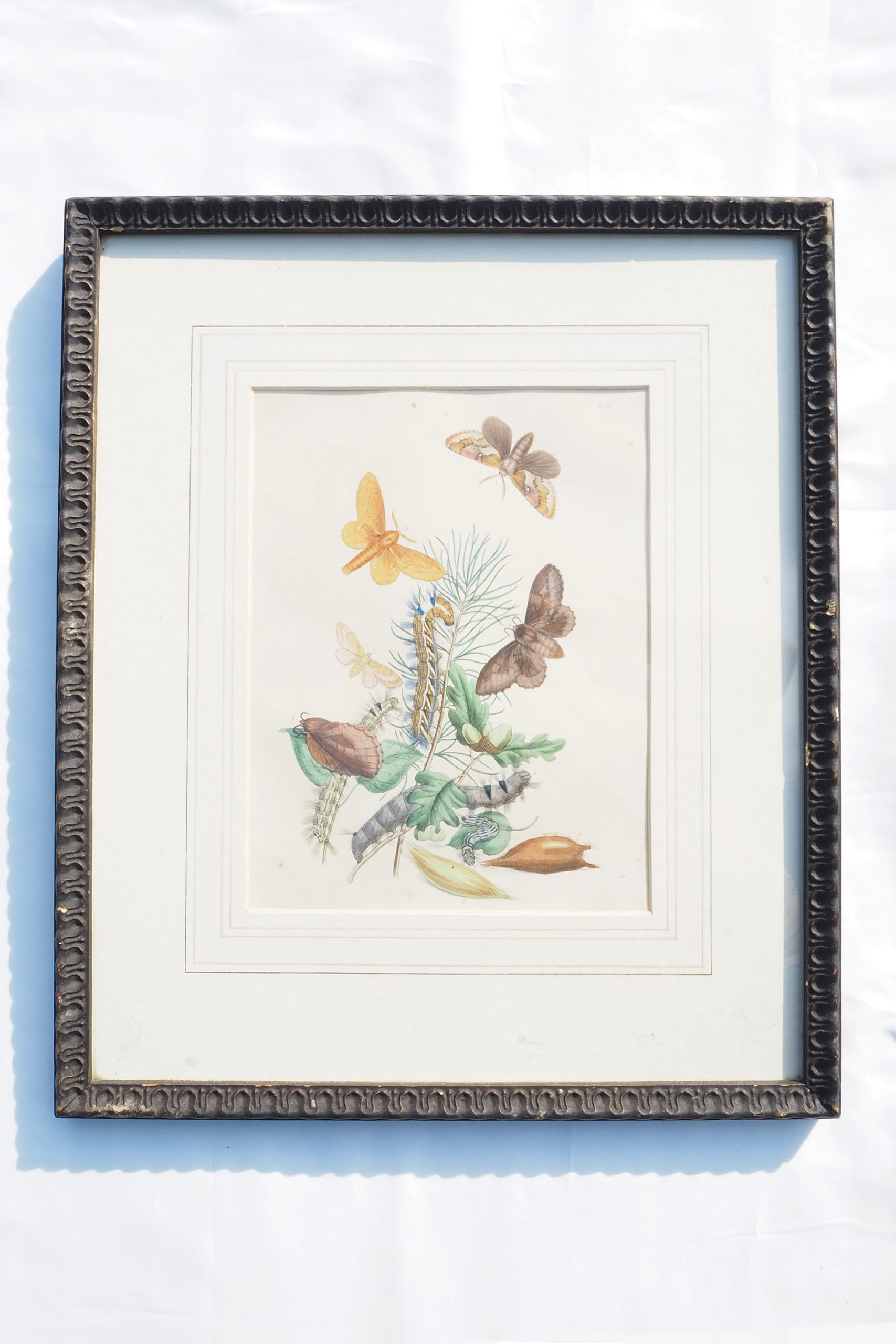 Antique Moths Framed Illustration