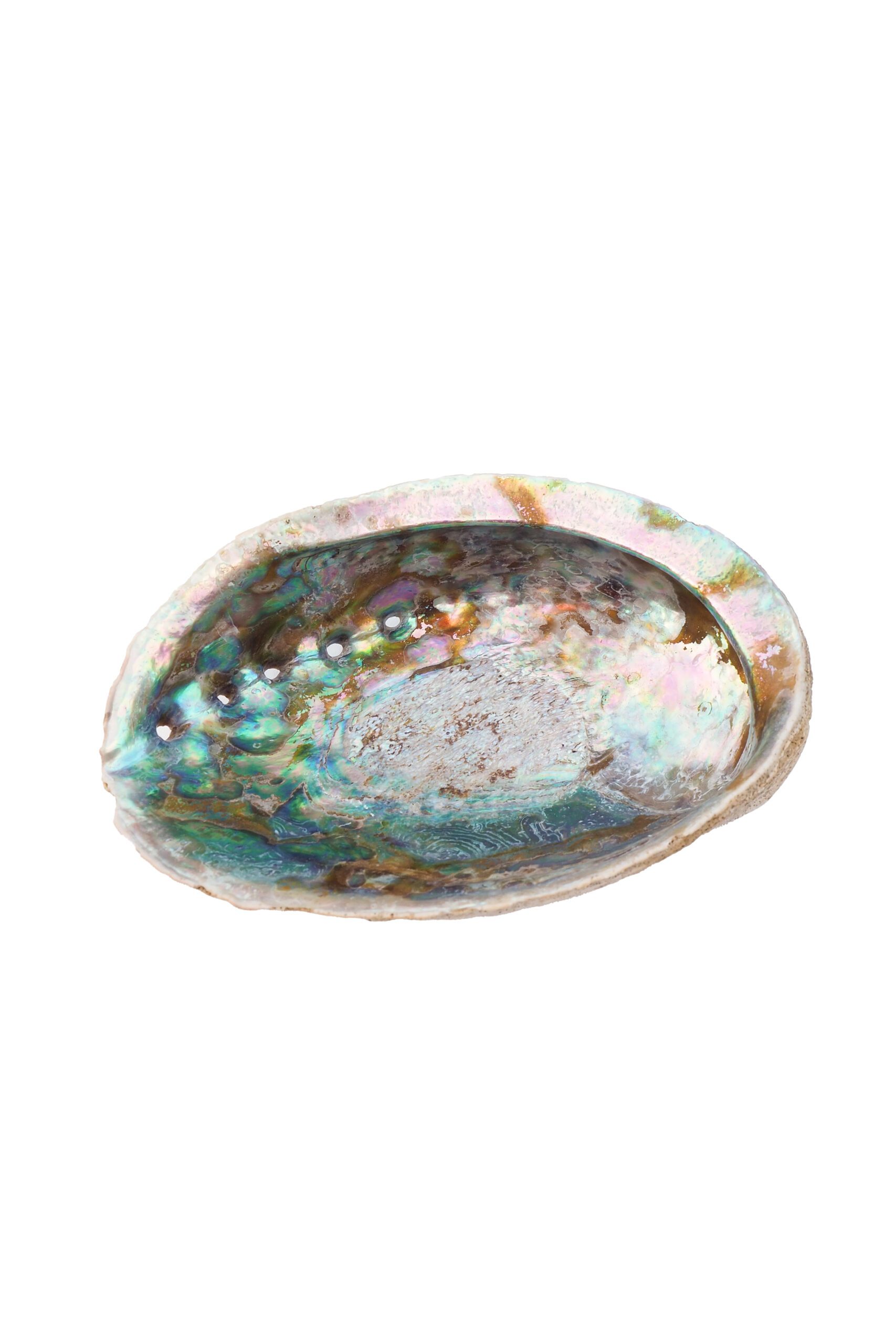 A Large Vintage Shell. Sourced from an antique fair for Wildmore.