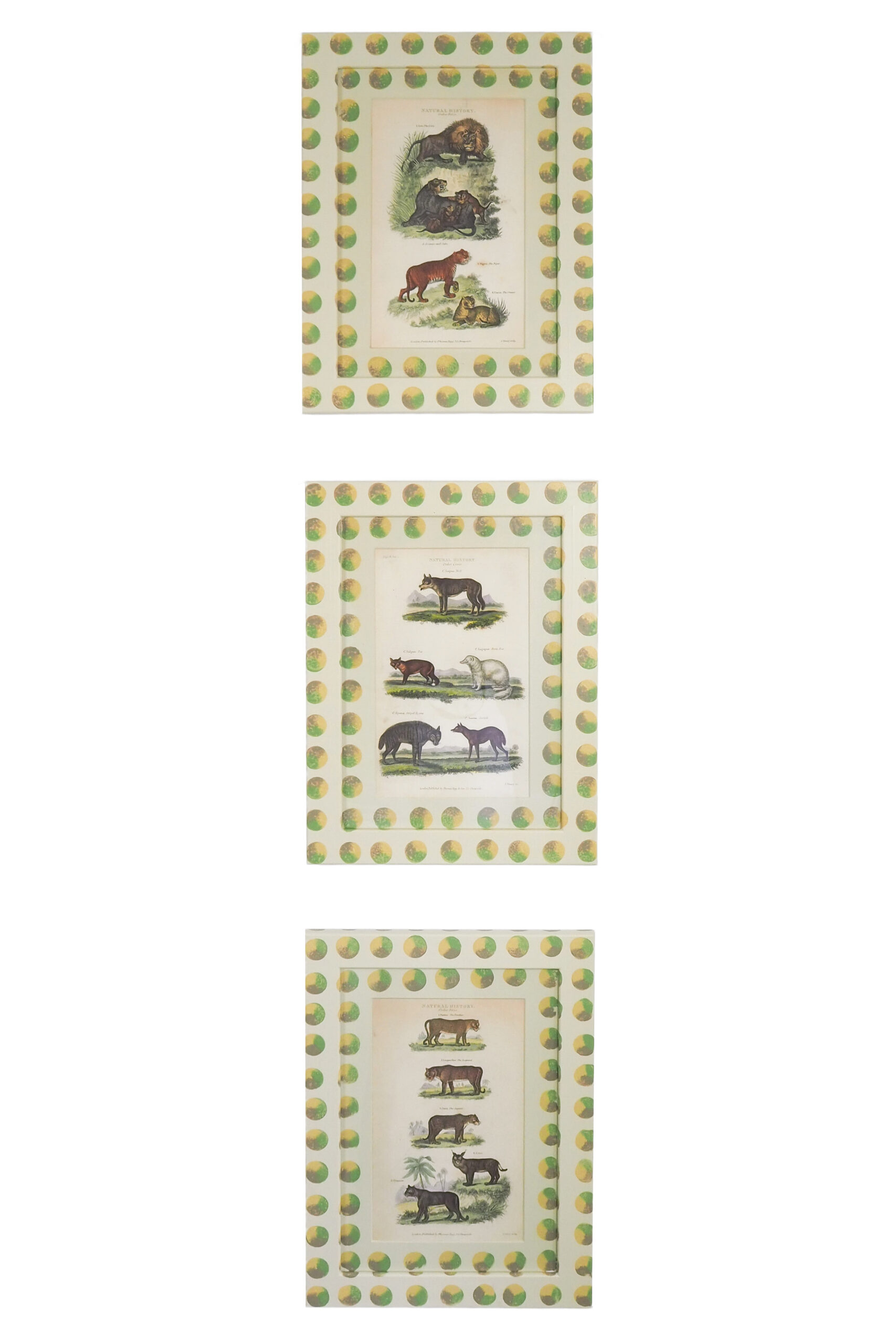 Trio of Antique Natural History Prints