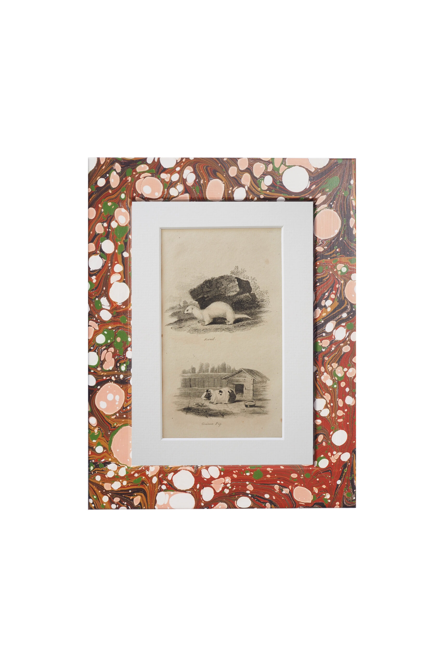 This original 1806 Framed Animal Print of a Guinea Pig and a Ferret comes in a unique hand marbled Wildmore Frame in either Igneus or Glacier
